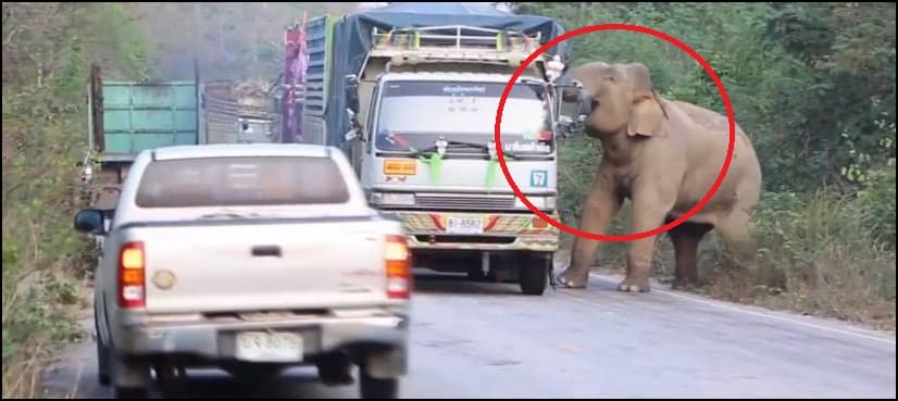 VIDEO: Elephant creates traffic chaos to ‘steal’ sugarcane from passing truck