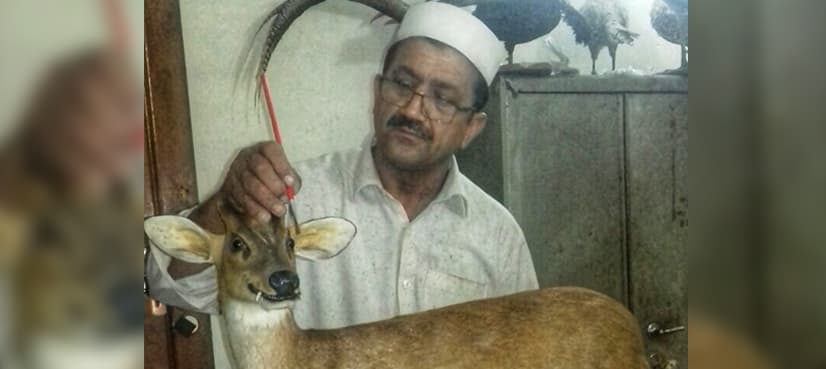 Abdul Rehman, the only living Taxidermist in a population of 4.2 million in Peshawar
