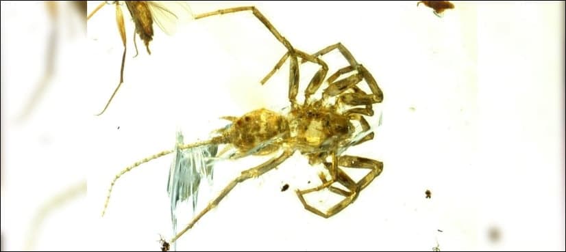 100 million-year-old spider with a tail found trapped in amber