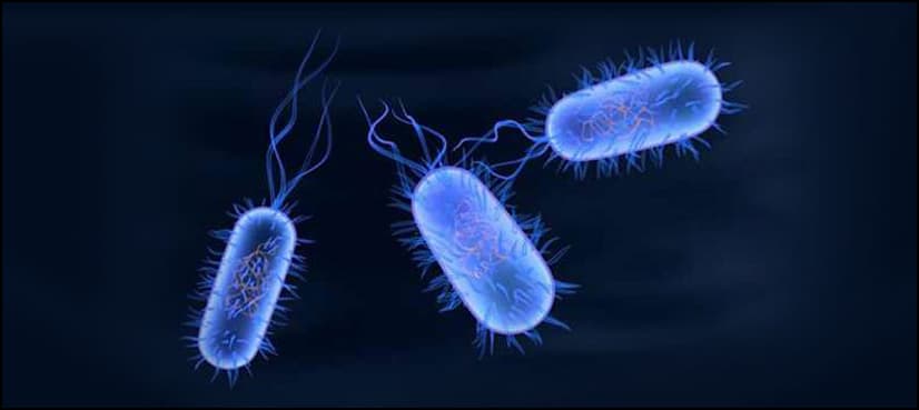 Study finds new superbug typhoid strain behind Pakistan outbreak