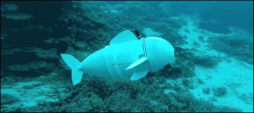 Robotic fish designed to study 'secrets' of marine life