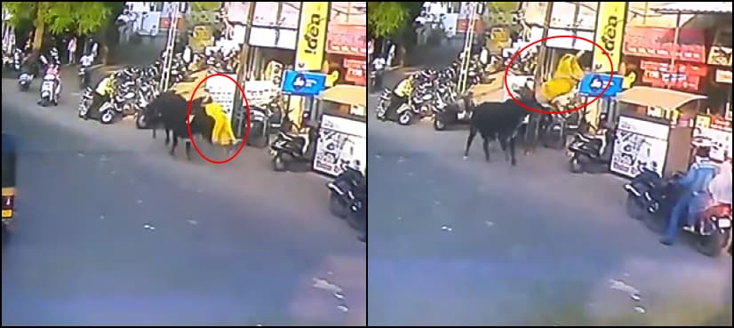 Terrifying video: 'Angry' bull tosses woman into the air in Gujarat