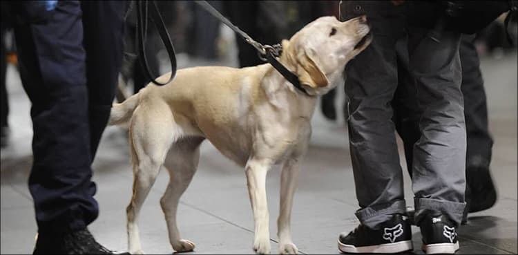 KP Police lost 18 sniffer dogs due to neglect