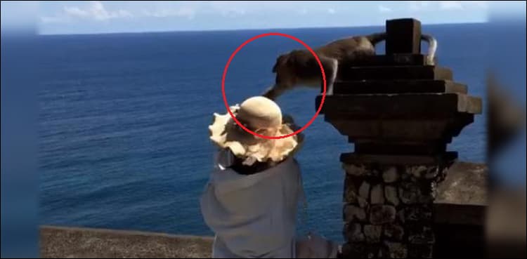 Monkey snatches selfie-snapping visitor’s mobile