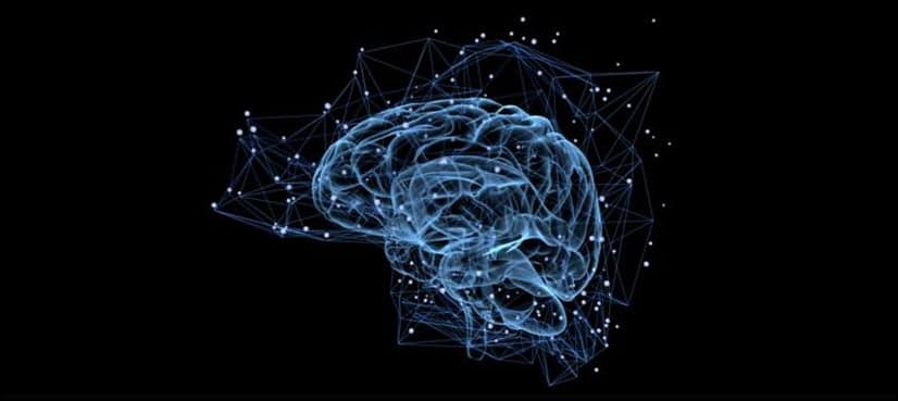 Humans produce new brain cells throughout their lives: research