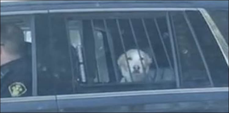 Dog arrested in Canada for ‘chasing’ deer - picture goes viral