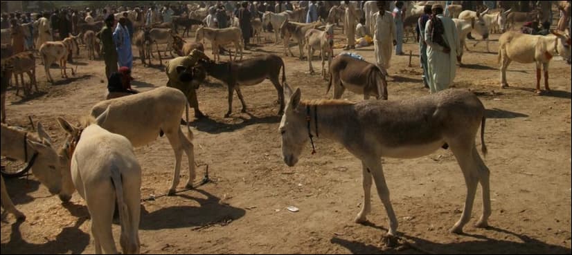 Police recover 800 hides of donkeys, dogs in Karachi
