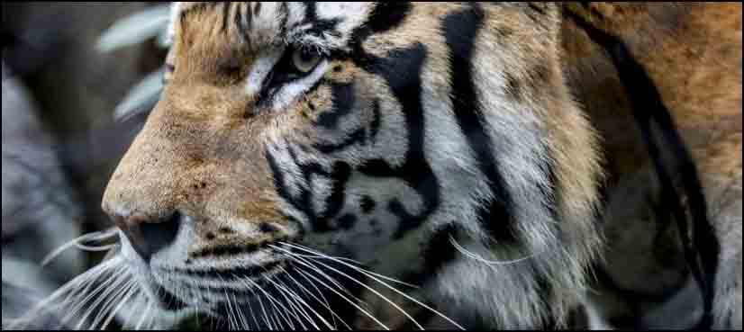 Popularity of tigers, lions, bears could be their downfall: study