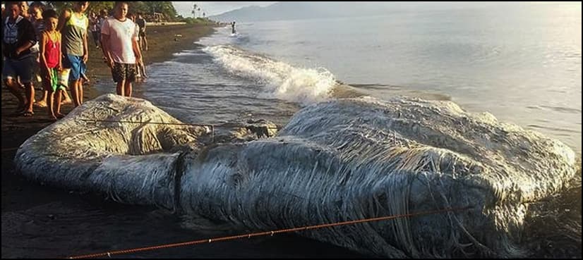 Mysterious hairy sea creature washes up on Philippines beach