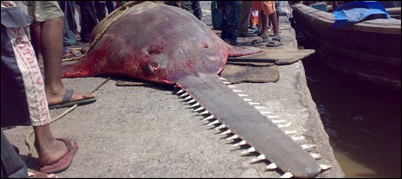 15-foot long sawfish caught, chopped and sold in Karachi