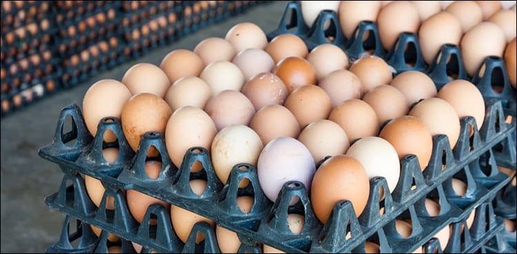 Resolution against rising prices of chicken eggs submitted in PA