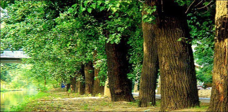 'Green gold': Pakistan plants hundreds of millions of trees