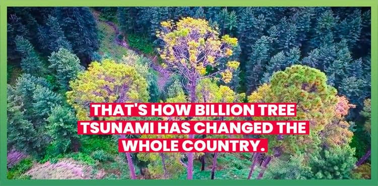 That's How Billion Tree Tsunami Has Changed The Whole Country