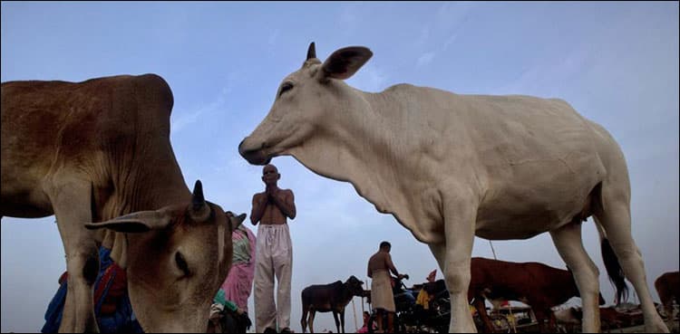 Mob lynches Muslim man for transporting cows in India