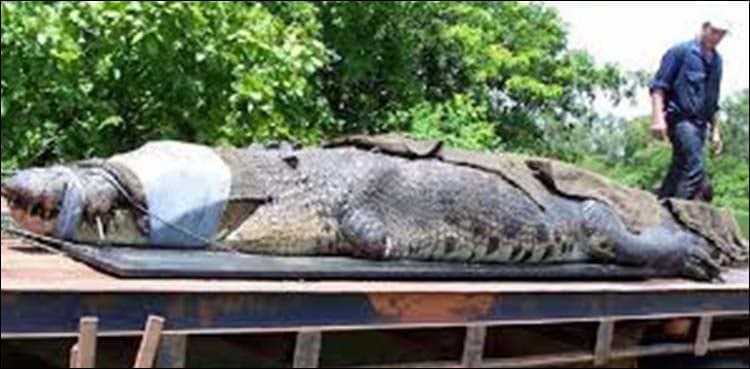 Giant crocodile captured in Australia to stop it going to town
