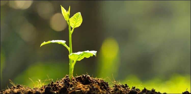 26.7 million saplings planted under ‘Green Pakistan Program’