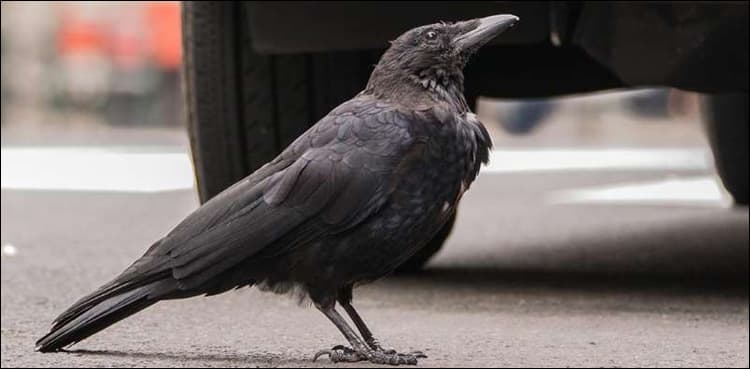 'Intelligent' crows to pick up litter at French theme park