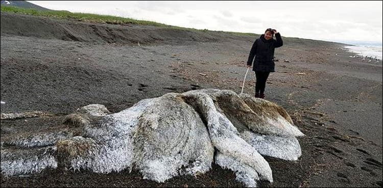 Mysterious giant 'sea monster' washes up on shore