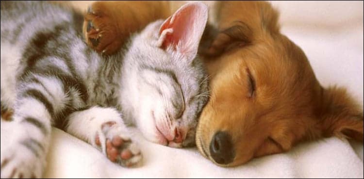 Having pets in your house is actually Healthy: Study
