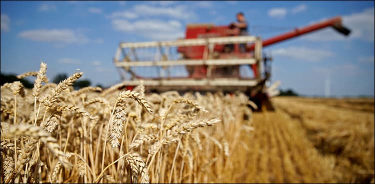 ECC allows export of 0.5 million tons of wheat