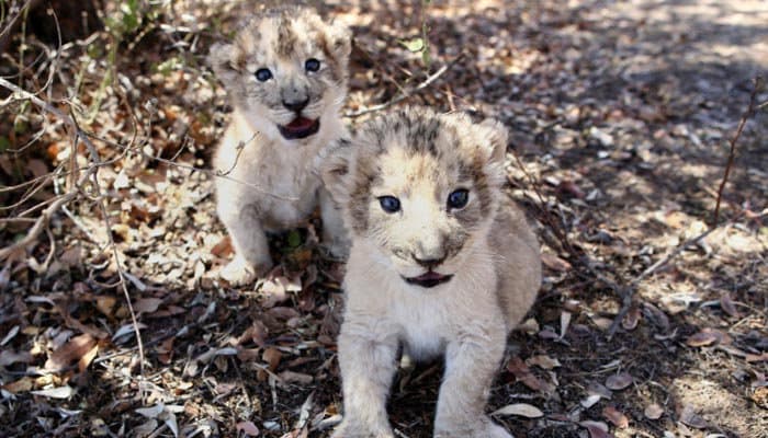 South African lion cubs conceived artificially in world first