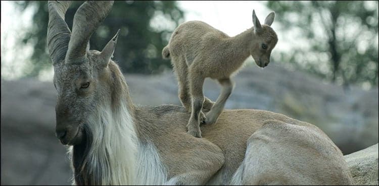 Draft of Pakistan’s first National Wildlife Policy finalized