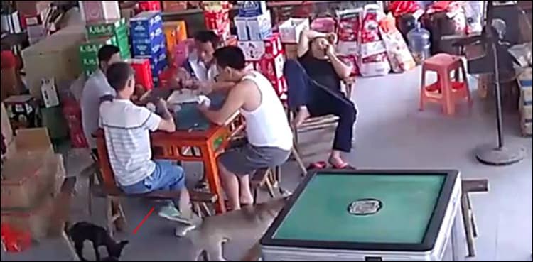 Man lodges police complaint over lost wallet and the real culprit turns out to be dog