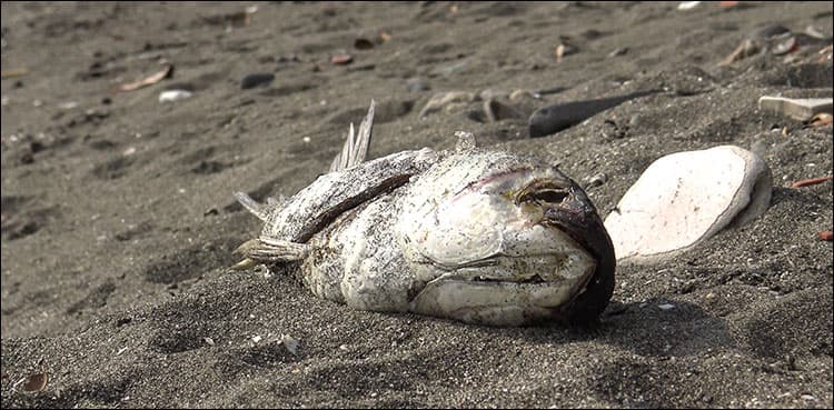 Thousands of dead fish wash ashore on Karachi beach