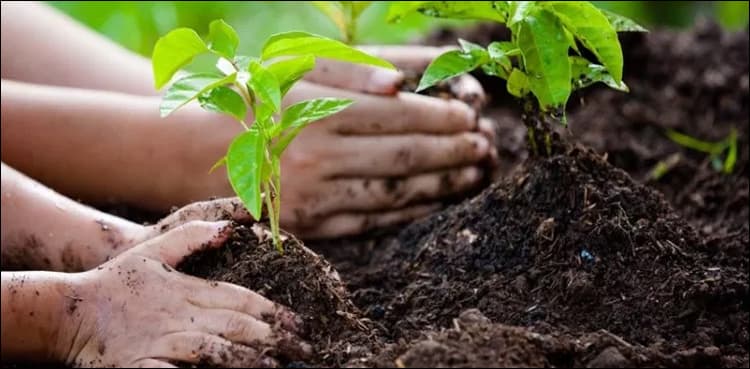 Next phase of plantation drive to start from Jan: PM’s adviser