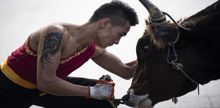 Chinese martial artists take the bull by the horns