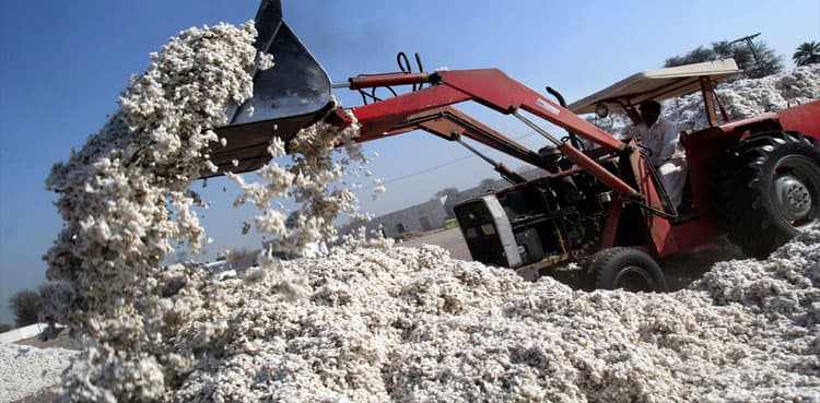 Cotton crop arrivals go down in market: Ginners Forum