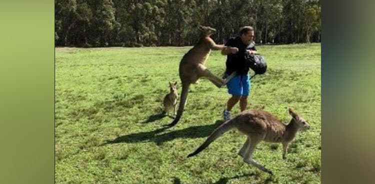 Kangaroo attacks Australian family, three injured