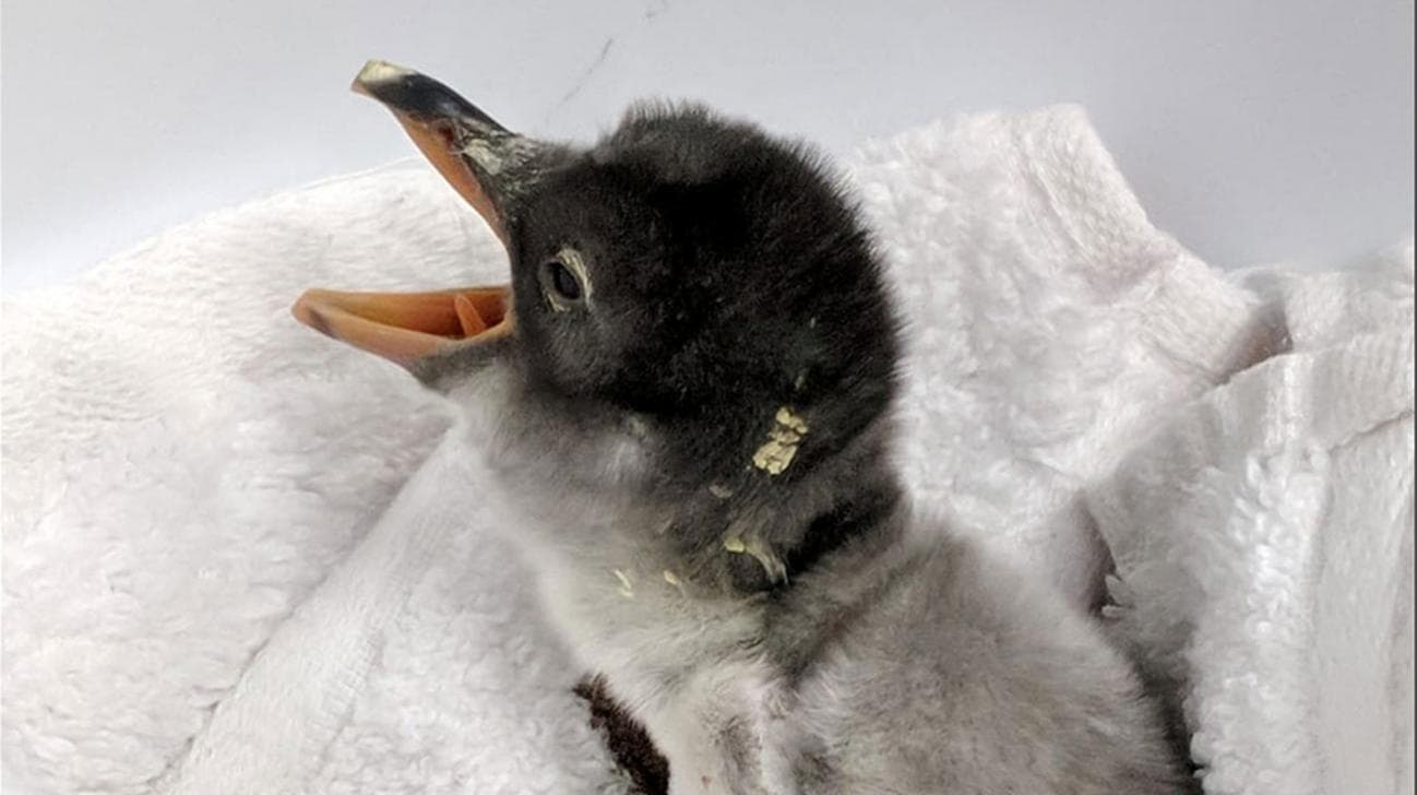 Eggs with benefits: Sydney's same-sex penguins become parents