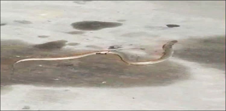 WATCH: Panic as snake spotted at new Islamabad airport