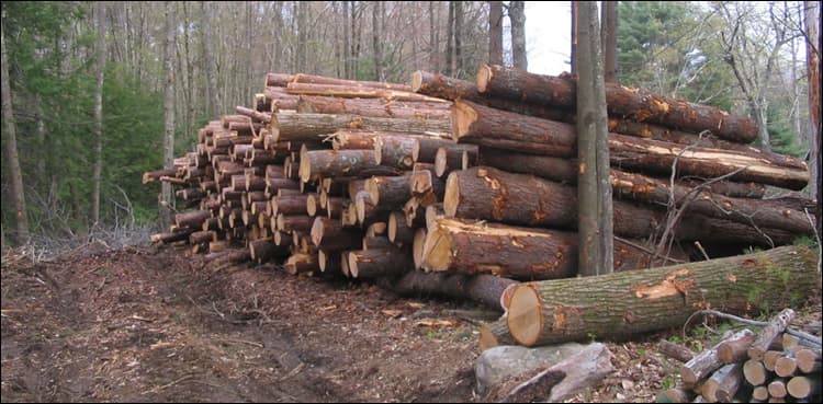 Rs 300bn worth trees chopped off from 2008-13 in KP: Murad