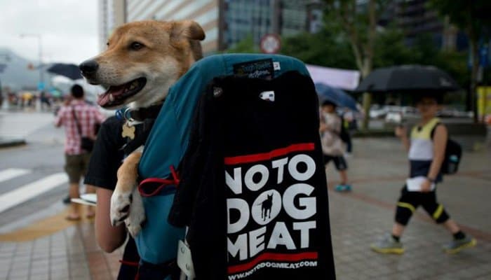 South Korea closes biggest dog slaughterhouse complex