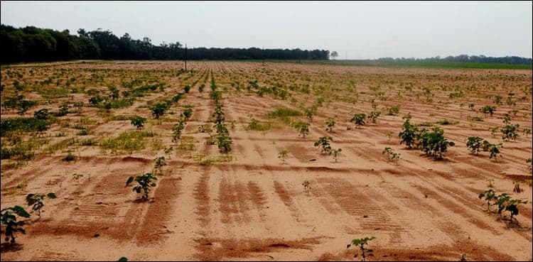 'Punjab irrigation secretary held responsible for water shortage in Sindh'