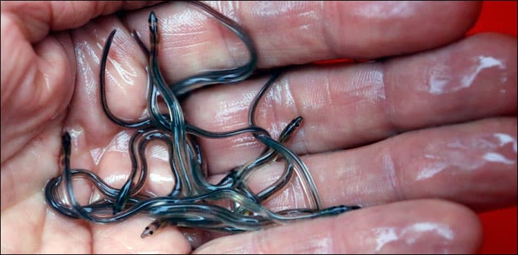 Eel trafficking in the EU, the world's 'biggest wildlife crime'