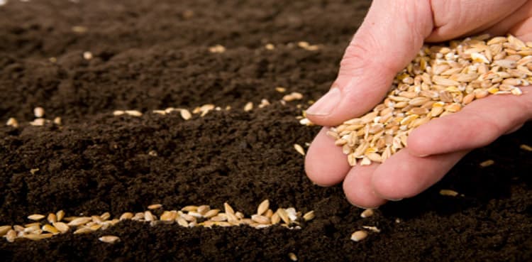 Punjab Seed Corporation (PSC) ranked 22nd on Seeds Index by 'East West Seed'