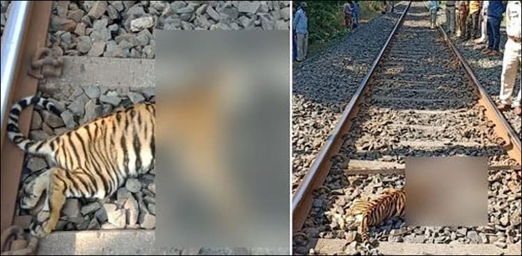 Three tiger cubs killed by Indian train