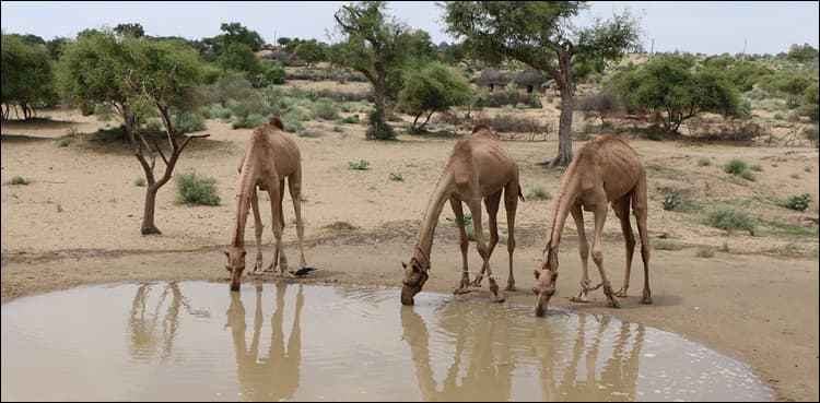 Thar desert receives rainfall, girl dies in lightning strike