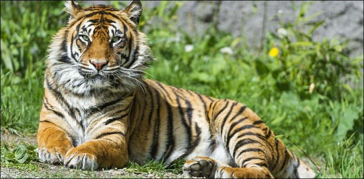 More than 2,300 tigers killed and trafficked this century: report