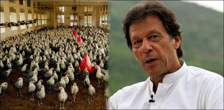 US media appreciates PM Khan's "chicken plan"