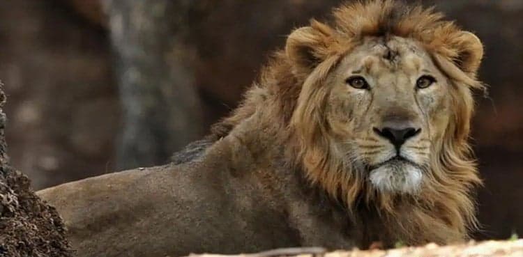 Lahore wildlife authorities sell Safari Zoo lions on minimal rate  