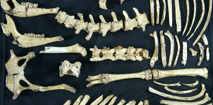 Nearly 12,000-year-old deer fossil found in Argentina