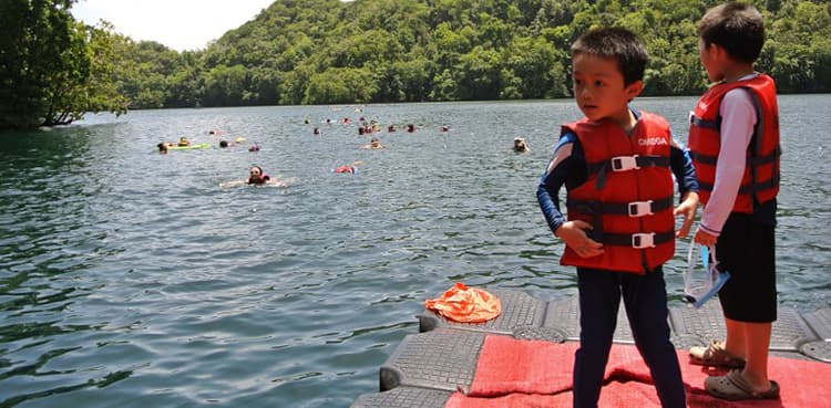 Golden jellyfish return to Palau lake in great numbers, so do the swimmers