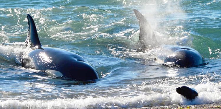 Climate change forces killer whales to migrate further north