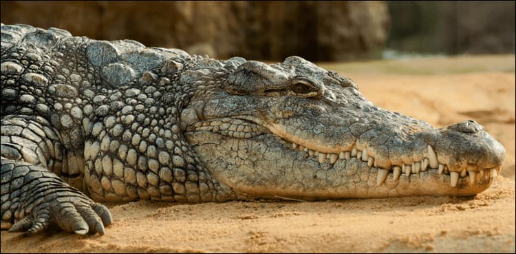 Crocodile 'arrested' for loitering before police station