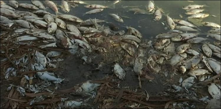 Large number of dead fish wash ashore on Karachi's beach