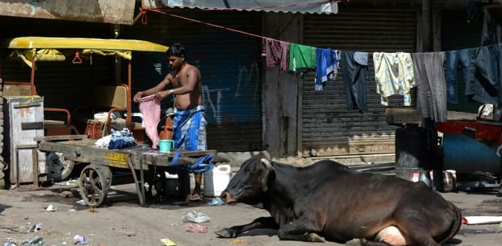 Delhi cows and elderly to moo-ve in together